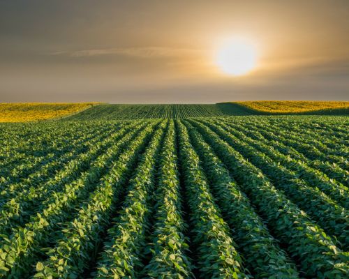 tesoro campo mexicano