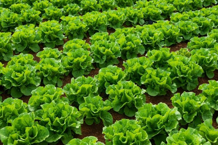 Santamarina mas steta soluciones sectores agroindustria