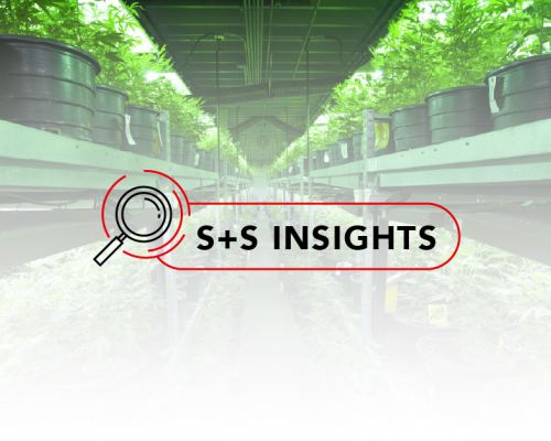 INSIGHTS CANNABISENMX SITIO