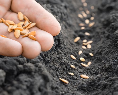 bigstock Planting Farmer Hand Soil Sowi 471058027