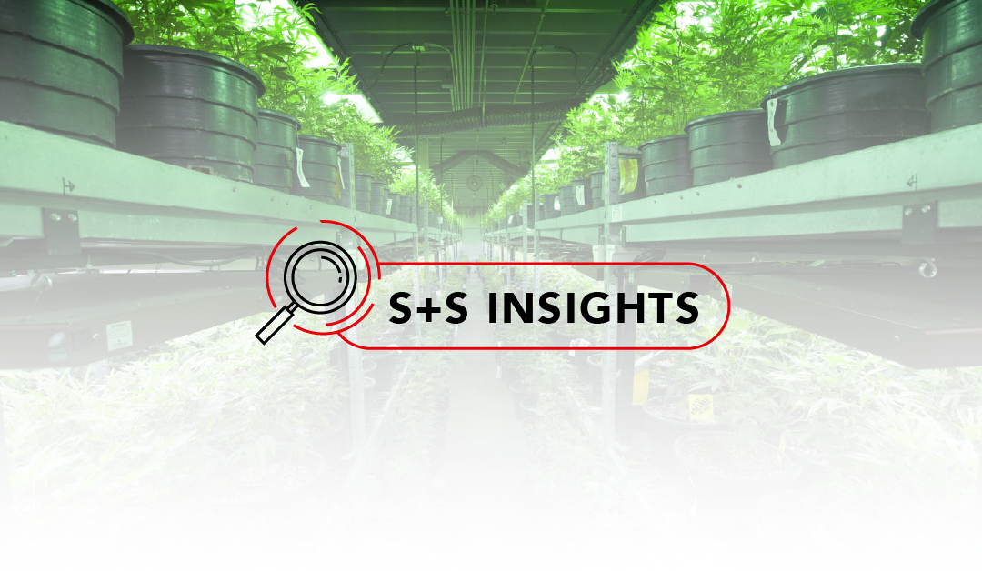 INSIGHTS CANNABISENMX SITIO
