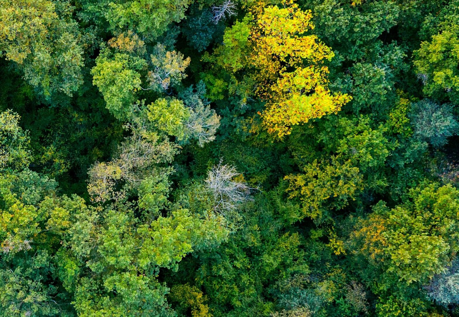 Santamarina mas steta soluciones areas de practica ambiental