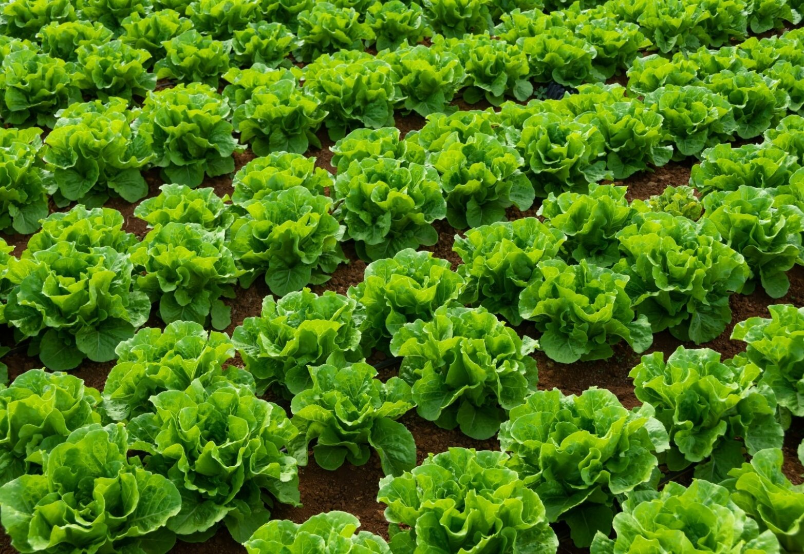 Santamarina mas steta soluciones sectores agroindustria