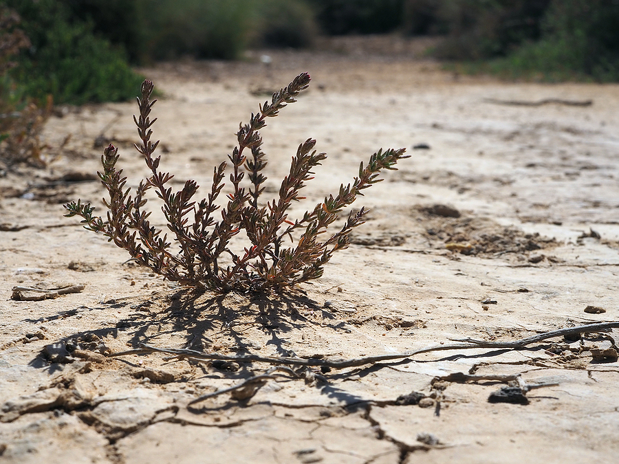 bigstock A Plant Of The Ericaceae Famil 474412795