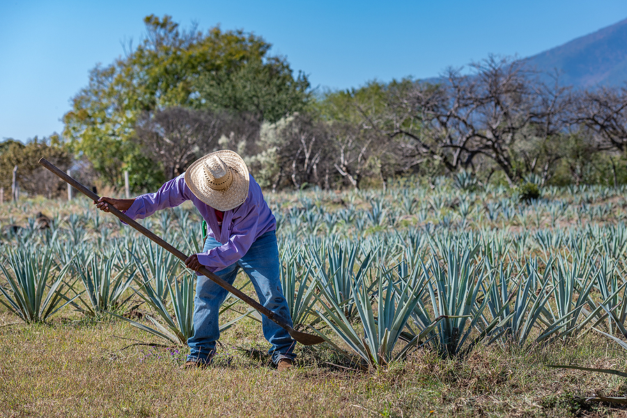 bigstock Worker In Blue Agave Field In 362412781 1