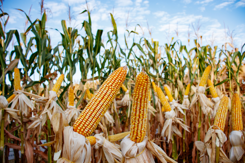 shutterstock 1414052297