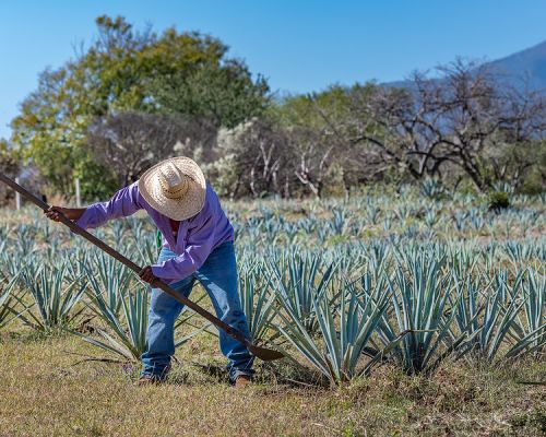 bigstock Worker In Blue Agave Field In 362412781 1