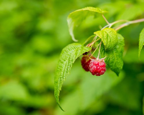 bigstock Branch Of Ripe Raspberries In 475154943