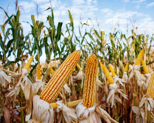 shutterstock 1414052297